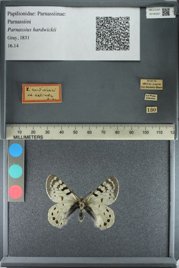 Media type: image;   Entomology 180261